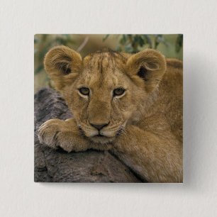 Badge Carré 5 Cm Afrique, Kenya. Portrait d'un lion.
