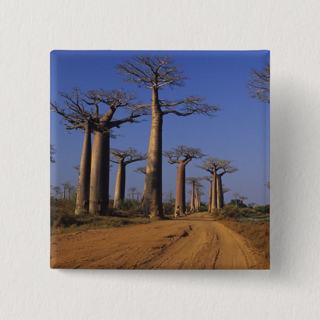 Badge Carré 5 Cm Afrique, Madagascar, Morondava, avenue Baobab. (Devant)