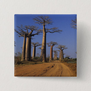Badge Carré 5 Cm Afrique, Madagascar, Morondava, avenue Baobab.