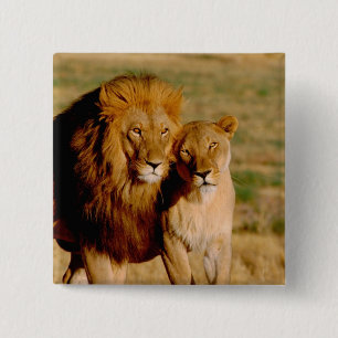 Badge Carré 5 Cm Afrique, Namibie, Okonjima. Lion & Lion