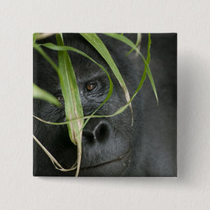 Badge Carré 5 Cm Afrique, Ouganda, Bwindi