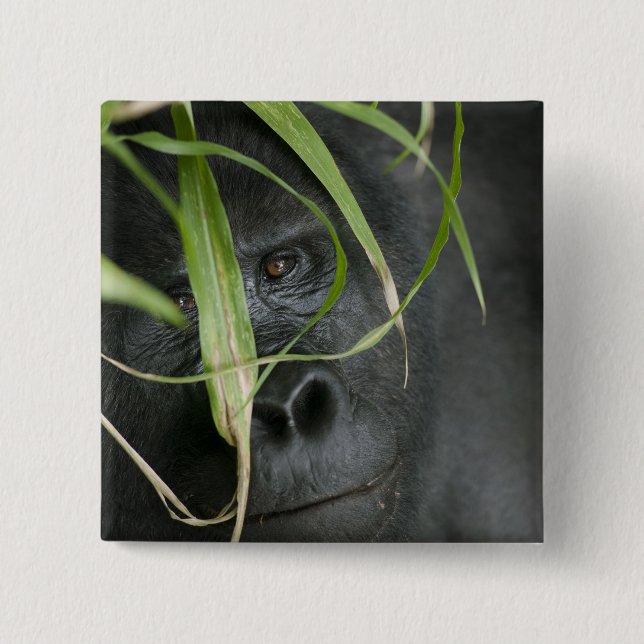 Badge Carré 5 Cm Afrique, Ouganda, Bwindi (Devant)