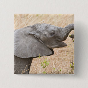 Badge Carré 5 Cm Afrique. Tanzanie. Jeune éléphant à Tarangire