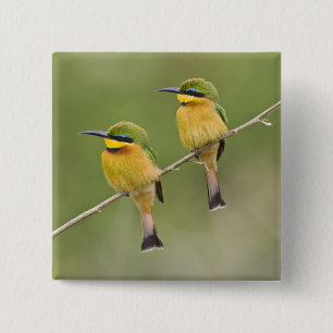 Badge Carré 5 Cm Afrique. Tanzanie. Little Bee Eaters à Manyara