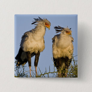 Badge Carré 5 Cm Afrique. Tanzanie. Oiseaux secrétaires à Ndutu