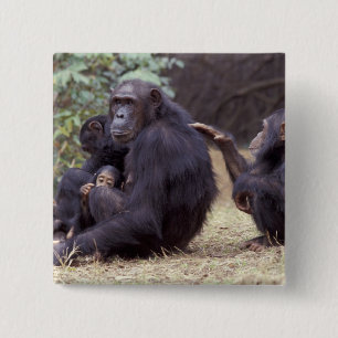 Badge Carré 5 Cm Afrique, Tanzanie, Parc national de Gombe bébé fem