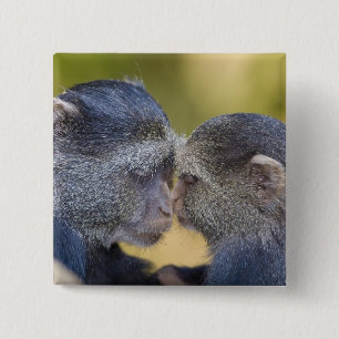 Badge Carré 5 Cm Afrique. Tanzanie. Singe bleu mère avec jeune