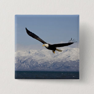 Badge Carré 5 Cm Aigle de tête en vol, Haliaeetus leucocephalus, 3