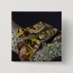 Badge Carré 5 Cm Aiguilles Rouges Africaines Treefrog, Leptopelis