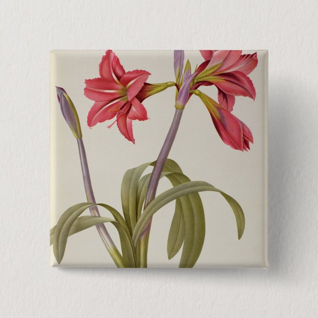 Badge Carré 5 Cm Amaryllis Brasiliensis (Devant)