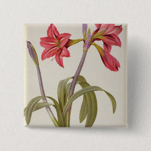 Badge Carré 5 Cm Amaryllis Brasiliensis