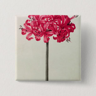 Badge Carré 5 Cm Amaryllis Sarniensis, ou narcisse