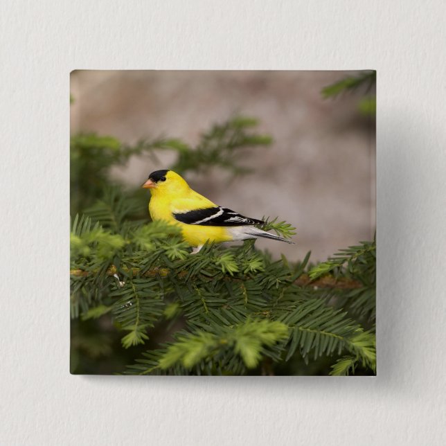 Badge Carré 5 Cm Américain Goldfinch mâle dans un arbre (Devant)