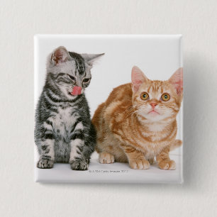Badge Carré 5 Cm Américain Shorthair