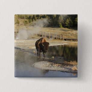 Badge Carré 5 Cm American Bison Yellowstone Wildlife Photography