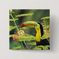 Amérique centrale, Honduras. Toucan à bec caréné