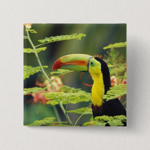 Badge Carré 5 Cm Amérique centrale, Honduras. Toucan à bec caréné