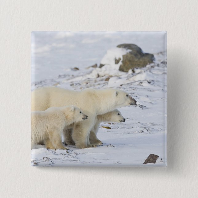 Badge Carré 5 Cm Amérique du Nord, Canada, Manitoba, Churchill (Devant)