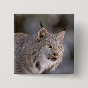 Badge Carré 5 Cm Amérique du Nord, États-Unis, Alaska, Haines. Lynx