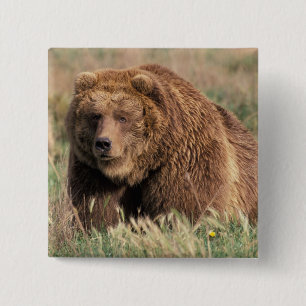 Badge Carré 5 Cm Amérique du Nord, États-Unis, Alaska, île de Kodia