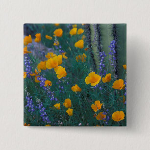 Badge Carré 5 Cm Amérique du Nord, États-Unis, Arizona, Organ Pip