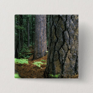 Badge Carré 5 Cm Amérique du Nord, États-Unis, Californie, Yosemite
