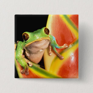 Badge Carré 5 Cm Amérique du Sud, Équateur, Amazonie. Grenouille ar