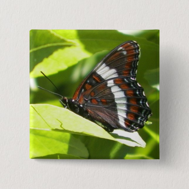 Badge Carré 5 Cm Amiral blanc papillon (Devant)