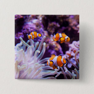 Badge Carré 5 Cm Amphiprion Ocellaris d'Ocellaris Clownfish