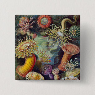 Badge Carré 5 Cm Anémone marine vintage de Haeckel