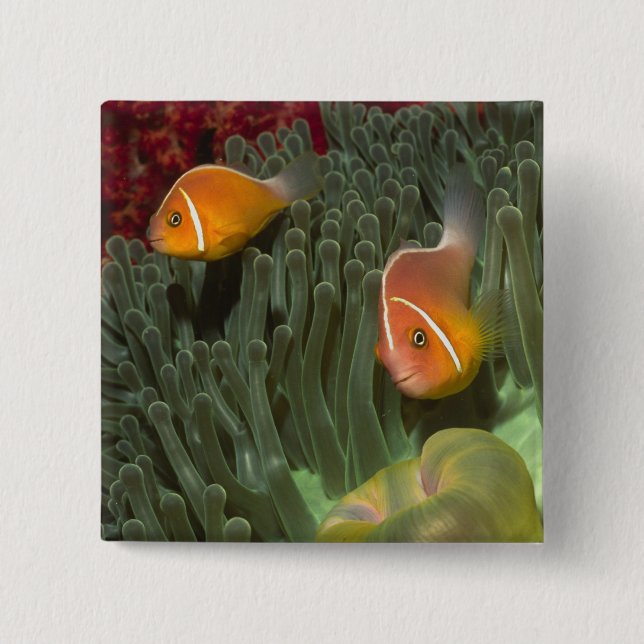 Badge Carré 5 Cm Anemonefish rose dans l'actinie de Magnificant (Devant)