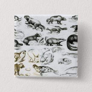 Badge Carré 5 Cm Animaux carnivores