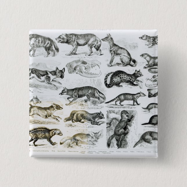 Badge Carré 5 Cm Animaux carnivores (Devant)