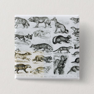 Badge Carré 5 Cm Animaux carnivores