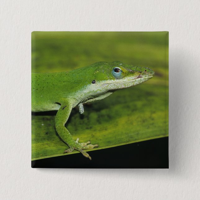 Badge Carré 5 Cm Anolis carolinensis, adulte sur palme (Devant)
