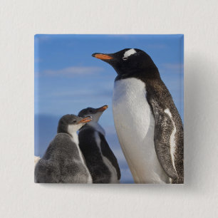 Badge Carré 5 Cm Antarctique, Anse Neko (Port). Manchot papou 2