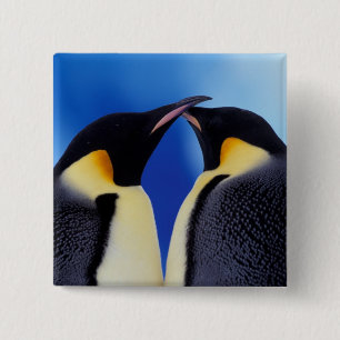 Badge Carré 5 Cm Antarctique, Empereur Penguins