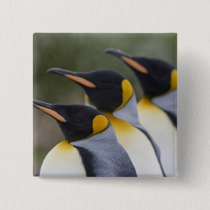 Badge Carré 5 Cm Antarctique, île de Géorgie du Sud (Royaume-Uni), 