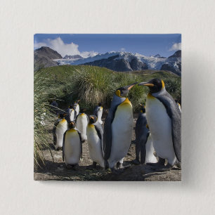 Badge Carré 5 Cm Antarctique, île de Géorgie du Sud Royaume-Uni), r