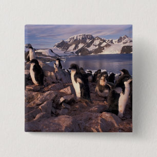 Badge Carré 5 Cm Antarctique, poussins de manchots Adélie