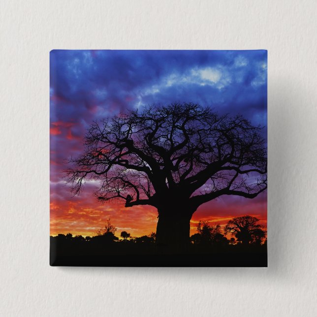 Badge Carré 5 Cm arbre baobab africain, Adansonia digitata, 2 (Devant)