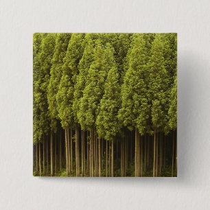 Badge Carré 5 Cm Arbres de cèdre de Koya Sugi
