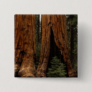 Badge Carré 5 Cm Arbres de séquoia, Parc national de Sequoia.