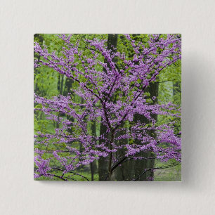 Badge Carré 5 Cm Arbres Redbud en pleine floraison printanière près