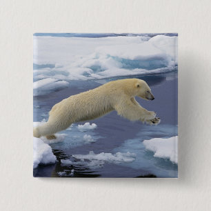 Badge Carré 5 Cm Arctique, Svalbard, Ours polaire s'étendant