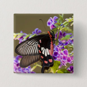 Badge Carré 5 Cm Asie du Sud-Est, Thaïlande, Doi Inthanon, Papilio