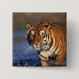 Badge Carré 5 Cm ASIE, Inde, Tigre du Bengale Panthera tigris)