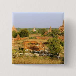 Badge Carré 5 Cm Asie, Myanmar (Birmanie), Bagan (Pagan). Vaches pa