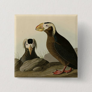 Badge Carré 5 Cm Audubon (Puffin) - Audubon's Birds of America
