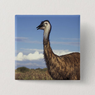 Badge Carré 5 Cm Australie, Australie occidentale. Emu (Dromaius)